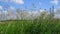 Beautiful field grass against sky in Russia