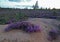 Beautiful field of heathers on sunset and dunes