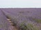 Beautiful field lavender flowers aroma natural color insect oils