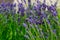 Beautiful field of lavender flowers near my house where you can walk and enjoy its pleasant smell