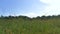 Beautiful field looking up the moving daytime cloud.