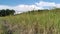 Beautiful field looking up the moving daytime cloud.