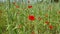 A beautiful field with a lot of various grass - spikelets and poppy flowers. Morning walk on a beautiful field in the countryside