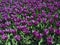 Beautiful field of magnificent purple Dutch tulips in Keukenhof. Best tulip photos of Holland