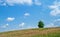 A beautiful field with many plants, green grass, wild flowers and a solitary tree. A beautiful sky with many white, fluffy clouds