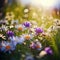 Beautiful field meadow daisies flowers and violet wildflowers in morning sunlight, nature in the rays of sunlight in summer in the