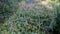 Beautiful field of mountain violet flowers. Little flowers with buds among green trees in Carpathian mountains