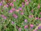 Beautiful field of multi-colored flowers of Echium judaeum.