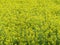 beautiful field of oilseed yellow flowers intense natural landscape