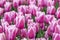 Beautiful field of pink or Magenta tulips close up. Spring background with tender tulips. Purple floral background.