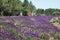 Beautiful field with plenty of flowers of spanish lavender, lavandula stoechas. Unrecognizable group of people seen from their