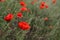 Beautiful field poppies against green grass