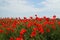 Beautiful field poppies against green grass. Spring season theme