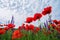 A beautiful field of poppies, red flowers against the sky. bottom view.