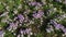 Beautiful Field of Purple Crocus Flowers