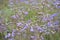 Beautiful field of purple flower Vervain Bonariensis or Purpletop Vervain under a bright sky