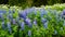 Beautiful field of purple Texas bluebonnet flowers growing in abundance in an Icelandic summer