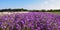 Beautiful field of purple wallflower