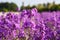 Beautiful field of purple wallflower