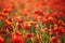 Beautiful field of red blooming poppies