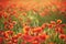 Beautiful field of red blooming poppies