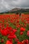 Beautiful field of red poppies in the countryside of Trevi, Umbria