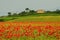Beautiful field of red poppies in a field of wheat with green hills in the background in Tuscany near Monteroni d`Arbia
