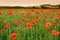 Beautiful field of red poppies in a field of wheat at sunset in Tuscany near Monteroni d`Arbia Siena