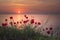 Beautiful field of red poppies in the sunrise near the sea