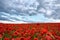 Beautiful field of red poppies in the sunset light