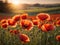 Beautiful field of red poppies in the sunset light