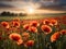 Beautiful field of red poppies in the sunset light