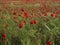 A beautiful field of red poppies at sunset. Poppy fields blooming in the red sea.  Poppy flowers Close-up in a wheat field
