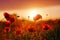 Beautiful field of red poppy. Majestic sunset lights up with the warm light the sky and the field of lush, big nice poppies.