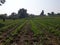 Beautiful field reviews with vegetables grow in a row