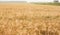 Beautiful field of ripe golden barley. Near the road, driving cars and buses. Rural landscape