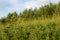 Beautiful field steppe landscape