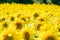 Beautiful field of sunflowers, many defocused intentionally. Useful for abstract backgrounds