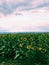 Beautiful field with sunflowers. Many sunflowers in the field.