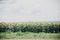 Beautiful field of sunflowers in sunny summer day near road. Farmland, agriculture. View of yellow flowers and cloudy sky.