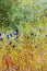 Beautiful the field Utricularia