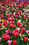 Beautiful field of various colors of tulips