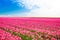 Beautiful field view of pink tulips, Netherlands