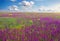 Beautiful field with violet flowers, red poppies and cloudy sky