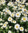 Beautiful field with white daisy flower background. Bright chamomiles or camomiles meadow