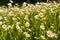 Beautiful field with white daisy flower background. Bright chamomiles or camomiles meadow. Summer in the garden