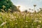 Beautiful field with white daisy flower background. Bright chamomiles or camomiles meadow. Summer in the garden. Meadow