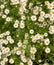 Beautiful field of wild daisies. Vertical photo