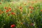 Beautiful field of wild red poppies Papaver rhoeas in the sunset. Floral background.