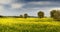 Beautiful field of yellow flowers with olive trees and blue cloudy sky in the Tuscan countryside, near Pienza Siena